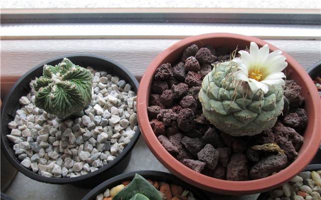 Aztekium ritteri  