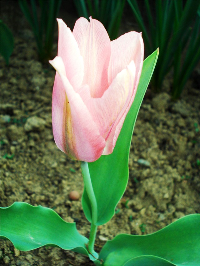 tulipan