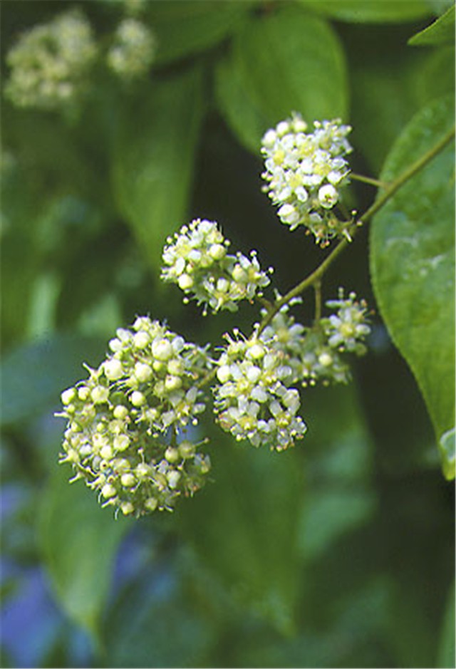 Tripterigyium