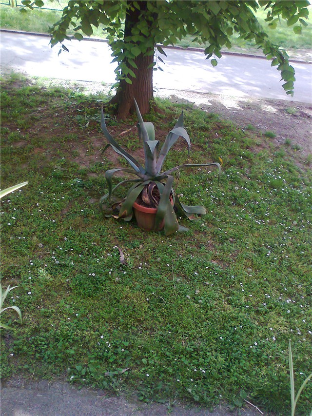 agava