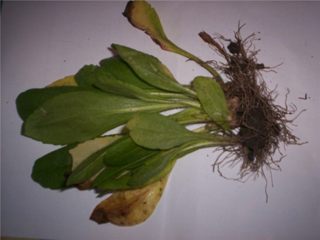 Horti%20-flanci%20