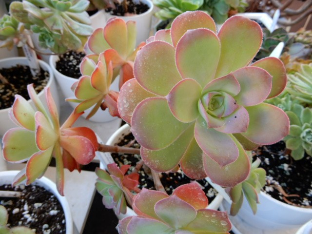 aeonium3