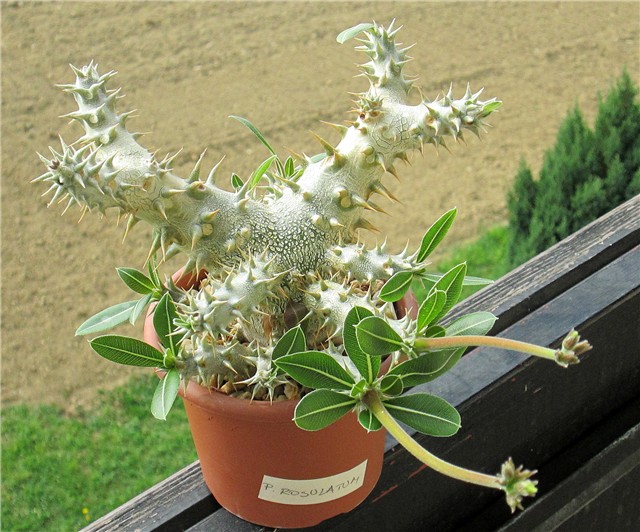 P. rosulatum 