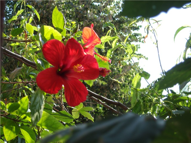 hibiskus duo