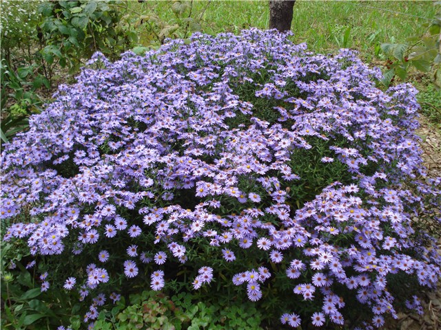 Aster