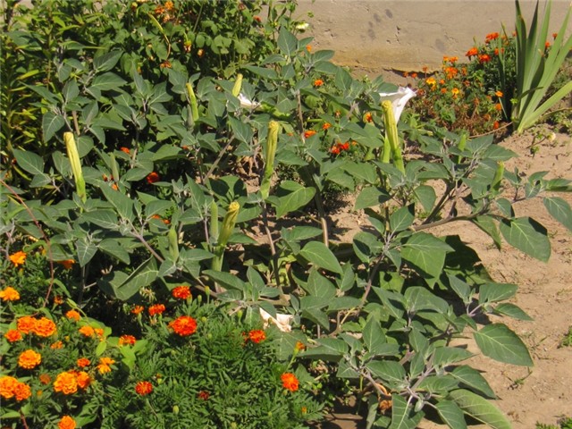 Datura