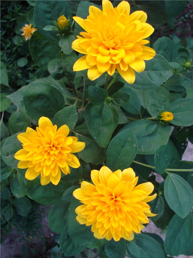 Heliopsis