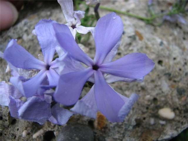 phlox3