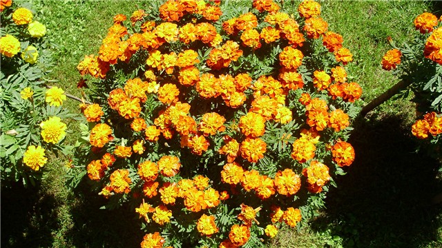 tagetes