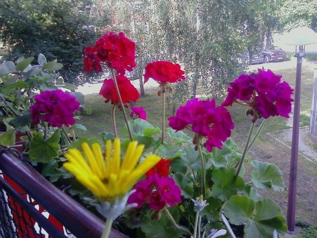 Crveno cvijeće