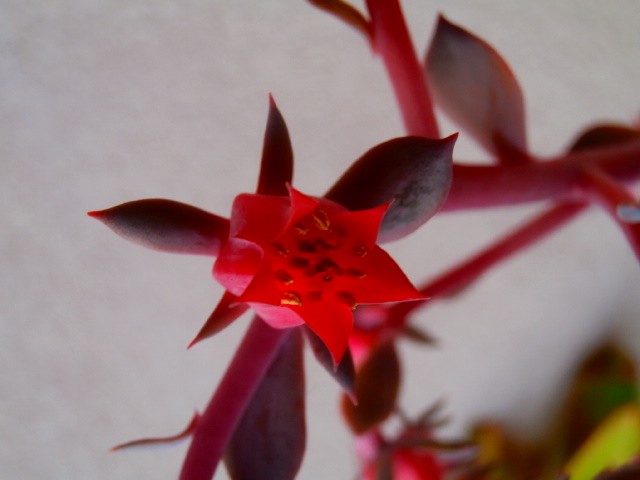 echeveria cvijet