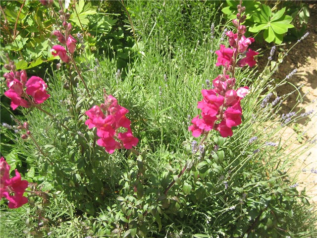 Zijevalica