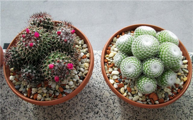 mammillaria