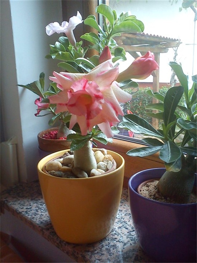 Adenium - @bebolina