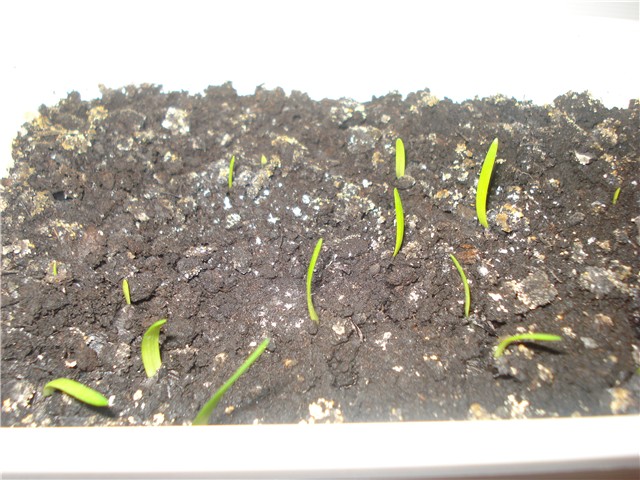 amarilis sjeme1