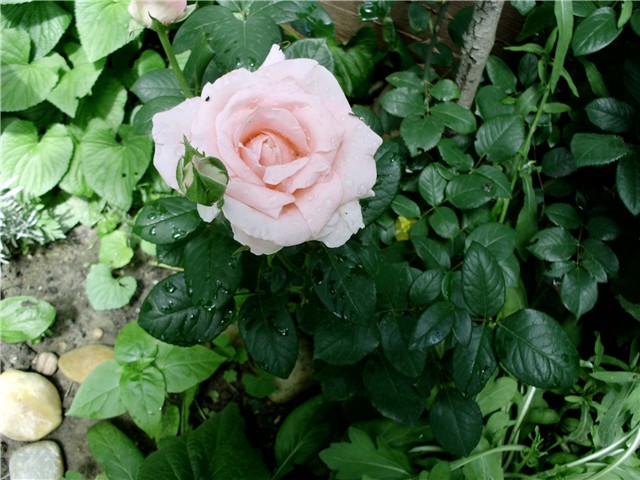 roza ružica3