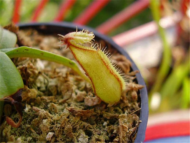 biljke-mesozderke