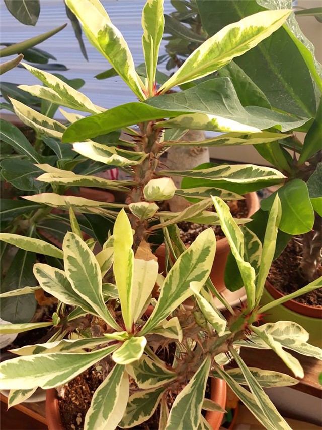 Euphorbia milii