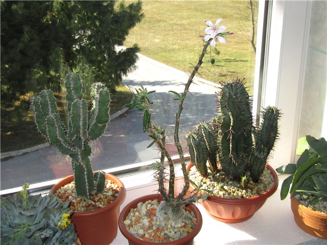 Pachypodium succulentum