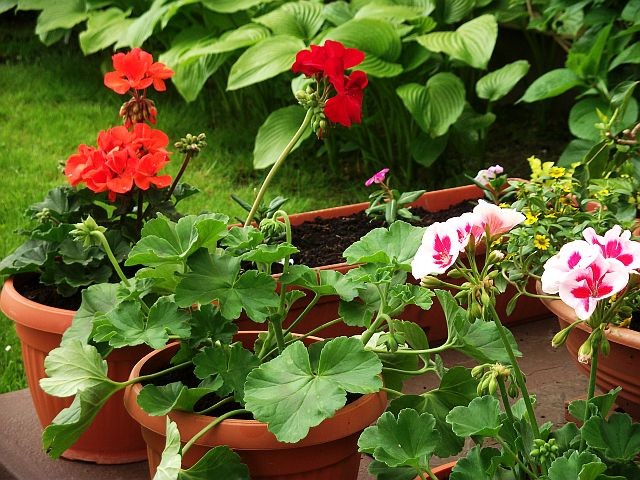 pelargonije