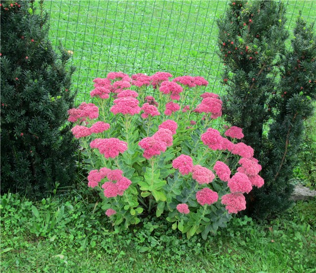 Sedum Herbstfreude