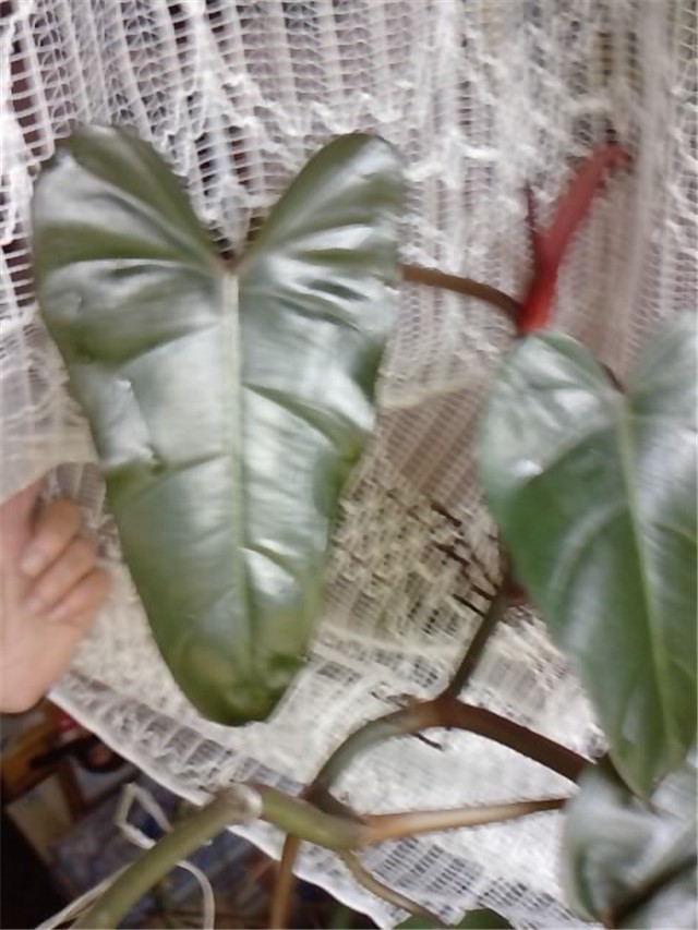 filodendron