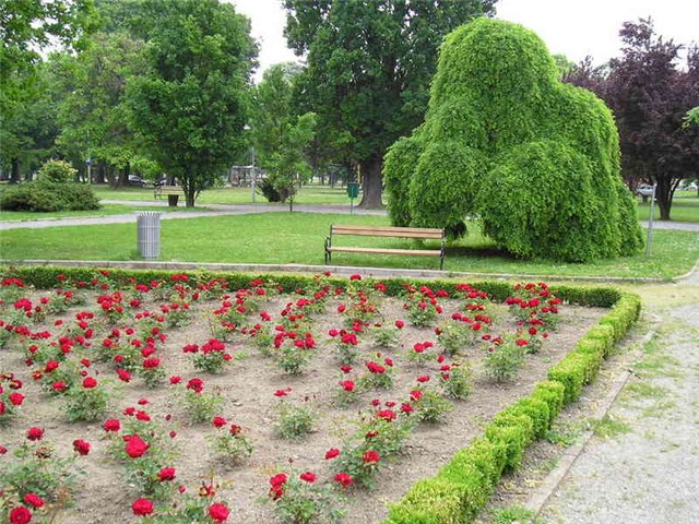 Osijek cvijece