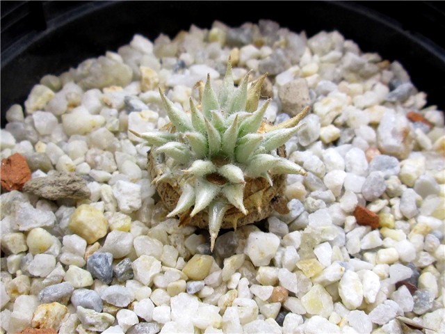 pachypodium brevicaule
