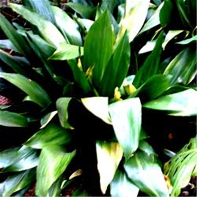 Aspidistra