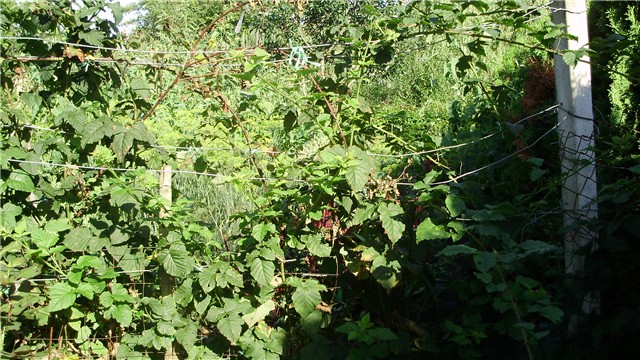 moja đungla