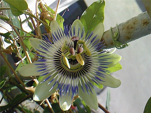 passiflora