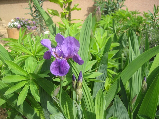 Iris u cvatu