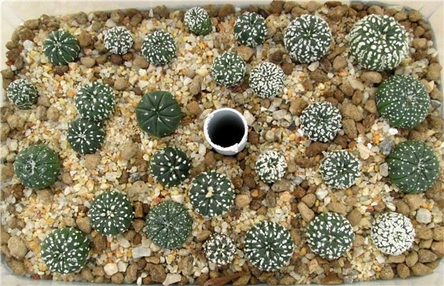 Astrophytum asterias hybrid             