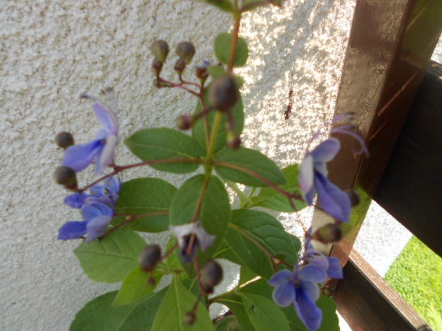 clerodendrum ugandense cvat