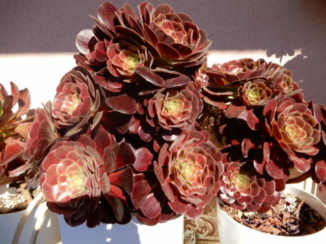 aeonium12