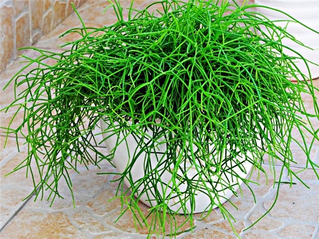 rhipsalis cassutha