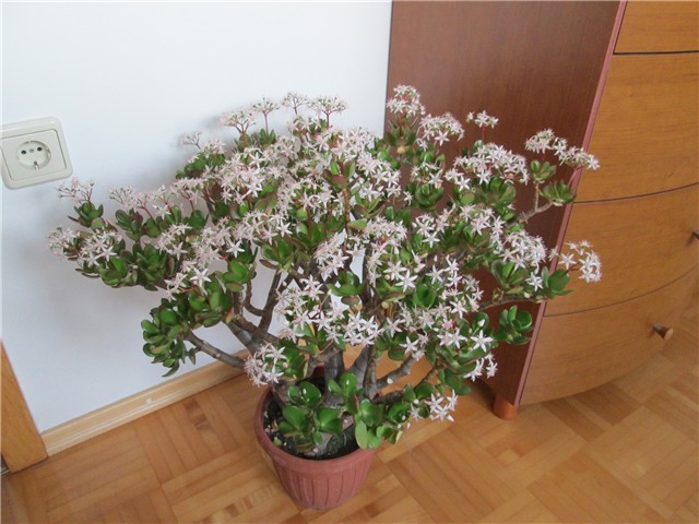 Crassula ovata