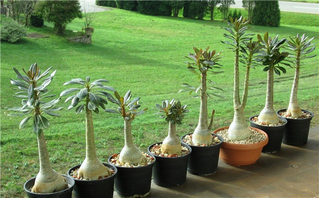 Adenium socotranum