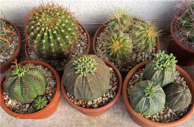 Euphorbia obesa 