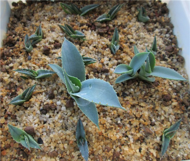agave ferdinandi regis