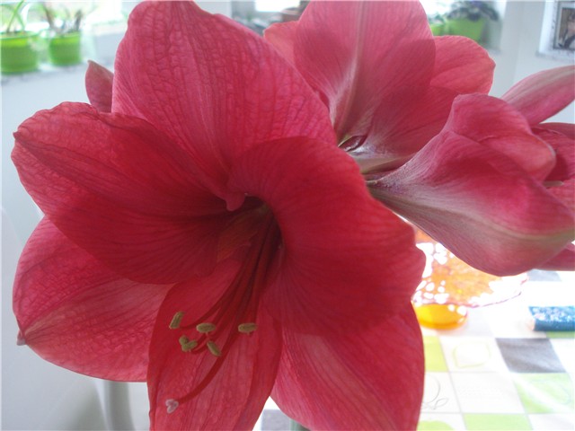 amarilis11