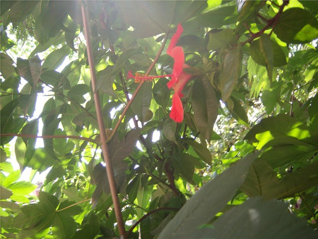 hibiskus