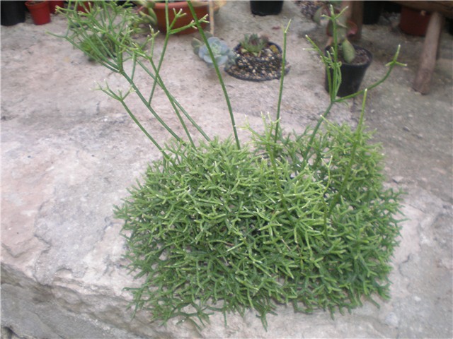 Riphsalis