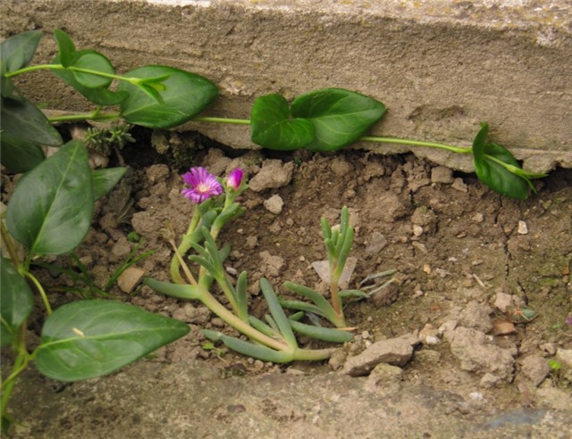 Delosperma cooperi 