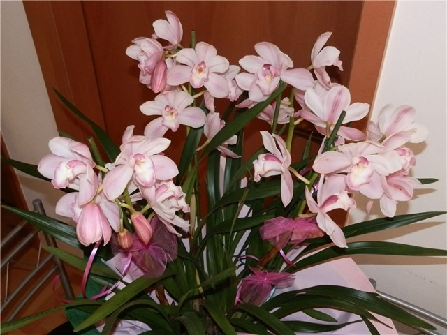 cymbidium