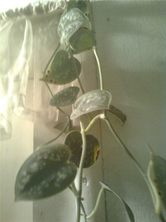 scindaptus1