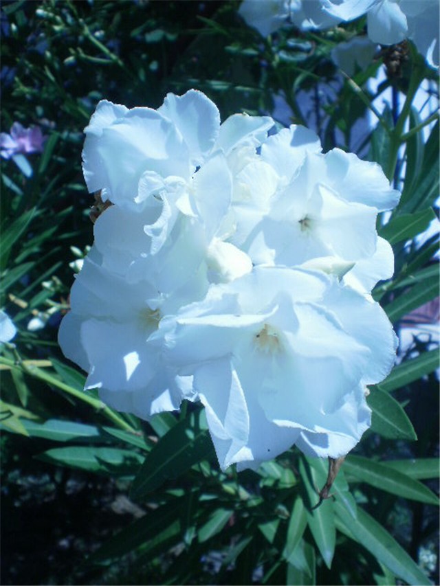 Bijeli oliander  2