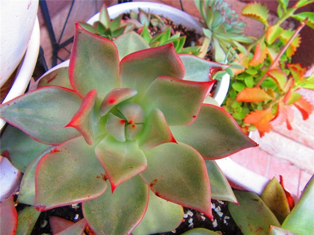 succulent 5
