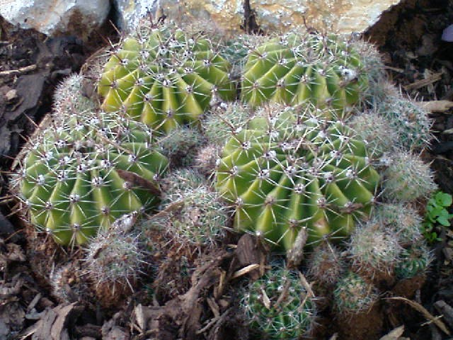 kaktus u kamenjaru (Echinopsis oxygena)