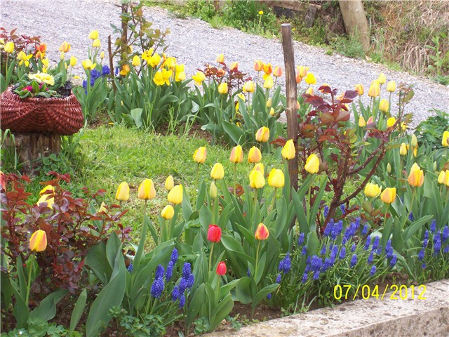 Tulipani